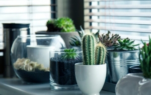 Dekorasi Ruangan Favoritmu Dengan 8 Jenis Tanaman Succulent Cantik Ini, Perawatannya Minim Banget!
