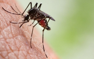 Tak Hanya Pagi Atau Siang, Nyamuk Aedes Aegypti Bisa Lebih Aktif di Malam Hari