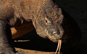 Walhi Sorot Tajam Foto Viral Komodo-Truk Di NTT