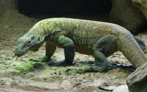 Ramai Komodo Hadang Truk di NTT, KLHK Bakal Cek ke Pulau Rinca