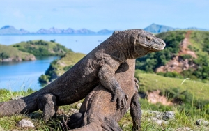 Ini Penjelasan Pemerintah Soal Foto Komodo Hadang Truk Proyek