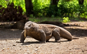 TN Komodo Jadi Warisan Dunia, Perlu Izin UNESCO Untuk Bangun ‘Jurassic Park’?