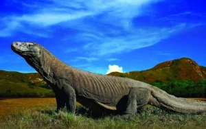 Badan Otorita Labuan Bajo Angkat Bicara Soal Proyek 'Jurassic Park'