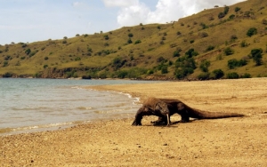 Begini Cara Agar Insiden Komodo Hadang Truk Tak Terulang Saat Bangun ‘Jurassic Park’ 