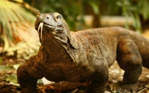 Heboh Komodo Vs Truk Proyek, Warga Lokal ‘Menjerit’ Desak UNESCO Turun Tangan
