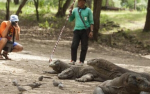 'Jurassic Park' Komodo Jadi Kontroversi, Komisi Nasional UNESCO Ingatkan Ini ke Pemerintah Indonesia
