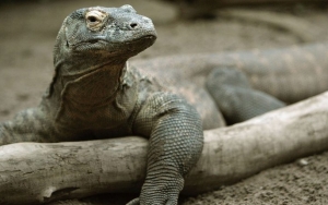 LIPI Peringatkan Bahaya Gigitan Komodo Usai Ramai Polemik ‘Jurassic Park’