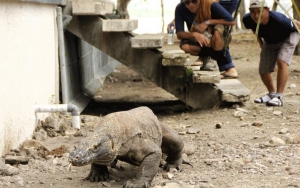 Bukan Jurassic Park, Ini Konsep Pembangunan di Pulau Rinca Komodo