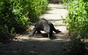 Kumpulan Fakta Mengejutkan Komodo, Naga Terakhir Yang Terancam Punah