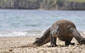 Proyek 'Jurassic Park' Komodo Dinilai Buka Wajah Asli KSPN