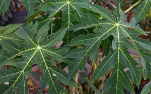 Mudah Diterapkan dan Tak Perlu Banyak Biaya, Ini 7 Tips Ampuh Menghilangkan Rasa Pahit Daun Pepaya