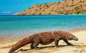 Komisi IV DPR RI Imbau Pembangunan Wisata Komodo Tak Hanya Dilihat Dari Sisi Ekonomi Saja