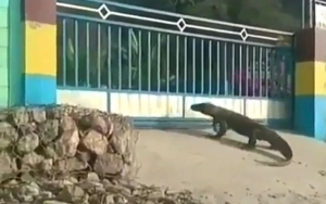 Viral Komodo Mau Masuk ke Pembangkit Listrik di NTT, PLN Ungkap Alasan Mengejutkan