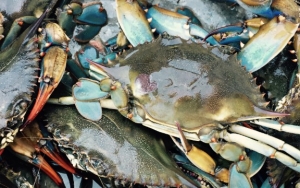 Pilih Kepiting yang Segar