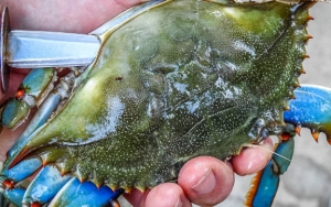 Potong Kepiting dengan Tips Ini