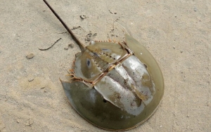 Digunakan Untuk Bahan Vaksin COVID-19, Harga Darah Kepiting Tapal Kuda Capai Rp 844 Juta