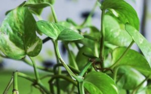 Daun Sirih