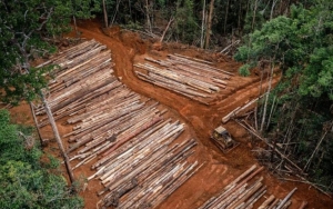 Ramai Dugaan 57.000 Hektare Lahan Papua Dibakar Demi Sawit, Komisi IV Segera Panggil KLHK