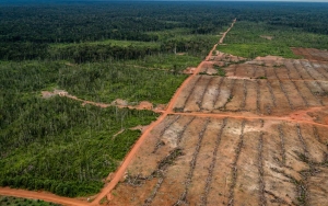 KLHK Tanggapi Investigasi Greenpeace Soal Dugaan Pembakaran Hutan di Papua
