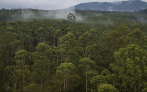KLHK Buka Suara Soal Kebijakan Hutan Lindung Boleh Dijadikan Food Estate