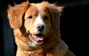 Hati-Hati! Pemilik Anjing Berisiko Tertular COVID-19 Hingga 72 Persen