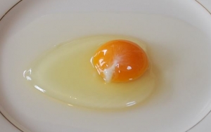 Putih Telur