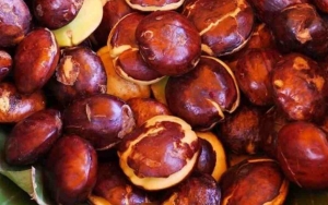 Buat Hidangan Menggugah Selera, Ini 7 Tips Mengolah Jengkol Agar Empuk dan Tidak Bau Menyengat
