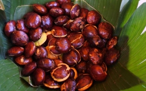 Pilih Jengkol yang Tepat