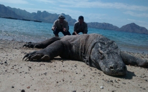 Pengembangan Pulau Komodo Disebut Timbulkan Kecemasan Warga Lokal, Benarkah?