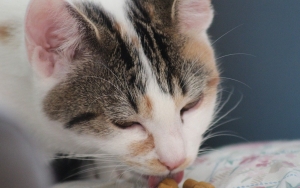 Jangan Asal Beli, Perhatikan 7 Tips Ini Saat Memilih Produk Makanan Untuk Kucing