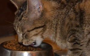 Hindari Bahan Dasar yang Membuat Kucing Alergi