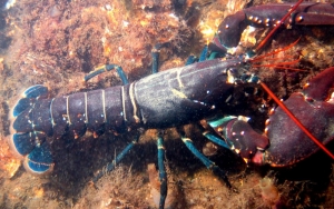 Enak Era Susi Pudjiastuti Atau Edhy Prabowo? Ini Kata Pembudidaya Lobster
