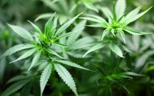 Dibahas Sejak 2019, Kini Ganja Sudah Tak Lagi Masuk Kelompok Narkotika