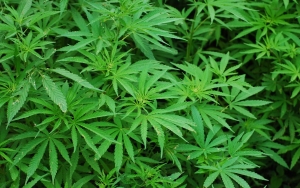 PBB 'Depak' Ganja dari Daftar Narkotika, Apa Kata Indonesia?