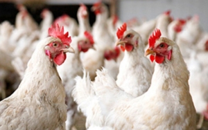 Sejumlah Hewan Ini Rawan Tertular COVID-19, Ayam Termasuk?