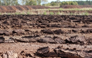 Lahan Gambut Disebut Tak Cocok untuk Proyek Food Estate, Kenapa?