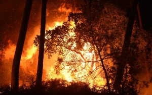 Peneliti Yakini Asap Kebakaran Hutan Dapat Sebarkan Penyakit Menular, Kok Bisa?