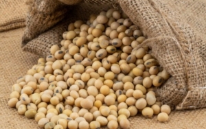 Harga Kedelai Naik, Satgas Pangan Belum Temukan Dugaan Penyimpangan
