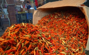 Susul Kedelai, Harga Cabai Rawit Terbang Sentuh Rp90 Ribu Per Kilogram