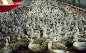 Prancis Musnahkan Ratusan Ribu Unggas Akibat Flu Burung
