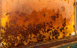 Tak Banyak yang Tahu, Ini 7 Khasiat Propolis Lebah untuk Kesehatan