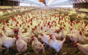 Kemensos Buka Suara Soal Geger Warga Terima Bansos Ayam Hidup