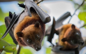 Wajib Waspada! Virus Nipah Bisa Jadi Ancaman Pandemi Baru, Ini Penjelasan Lengkapnya