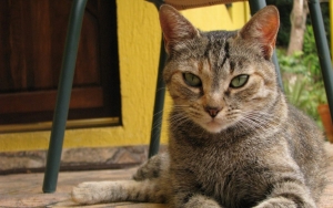 Viral Jagal Kucing Kejam di Medan Ditertawakan Aparat, Kini Akhirnya Ditindak Polisi?