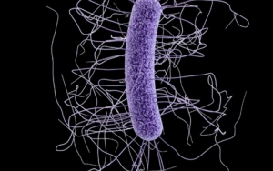 Clostridium difficile
