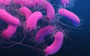 Pseudomonas aeruginosa