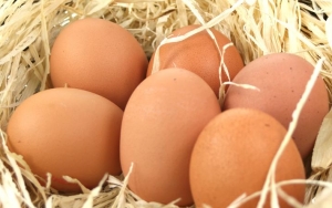 Telur