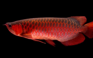 Kacau! Uang Pengadaan Ikan Arwana di Kalbar Diduga Dikorupsi 