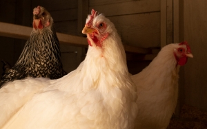 Rusia Laporkan Penularan Pertama Virus Flu Burung H5N8 ke Manusia