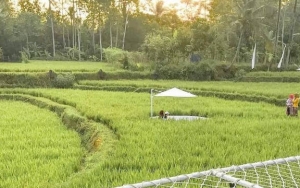 Sawah Hijau Nan Asri di SvargaBumi 